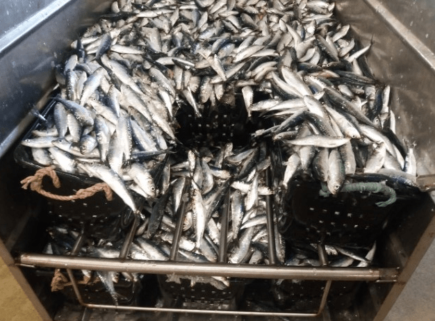  ENCERRAMENTO DA PESCA DIRIGIDA À SARDINHA 