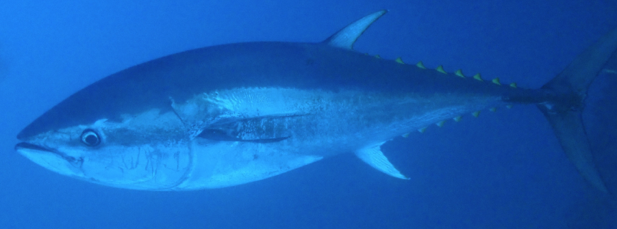  Divulgado o Despacho nº 9/DG/2026 - Medidas de gestão de atuns e similares 