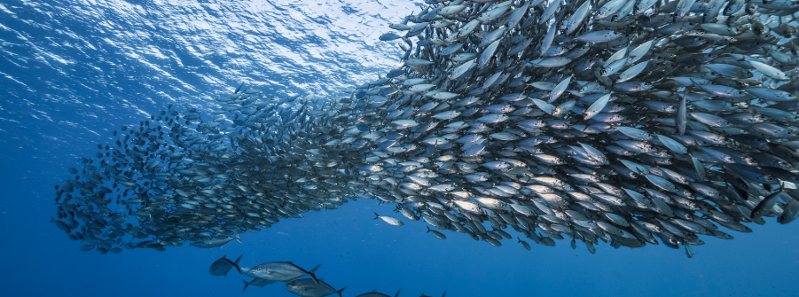  Plano de Ação para o Combate à Acidificação dos Oceanos – PACAO 