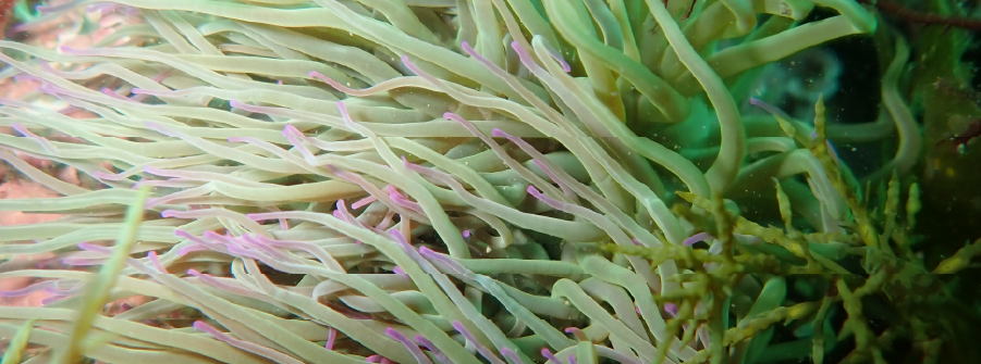  Publicado o Despacho nº 14/DG/2026, de 27 de fevereiro 