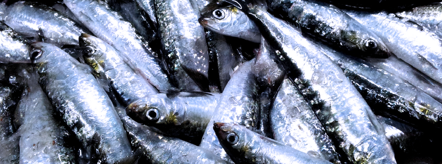  Exceptional amendment to the 48-hour ban on catching sardines by purse seine for the weekend of June 21 and 22 