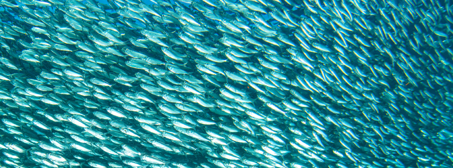  Fecho da pesca dirigida à sardinha 