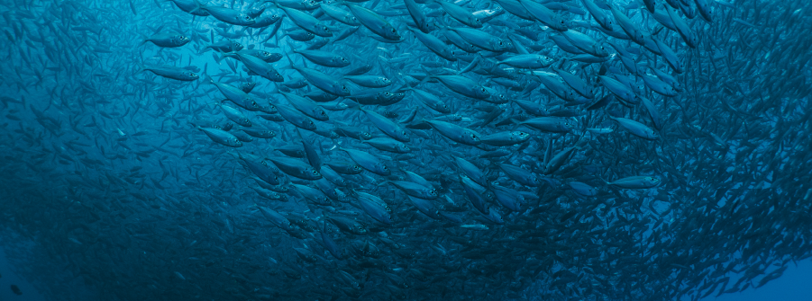  Relatório relativo à Implementação do Programa de Medidas das Estratégias Marinhas 