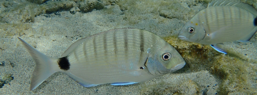  Publicada a alteração da portaria dos defesos - Sargo 