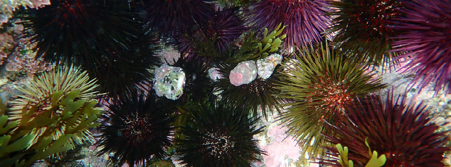  Alteração dos defesos do ouriço e percebe em 2026 