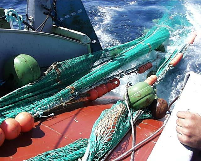  Notice of 80% use of the bigeye tuna quota 2024 (BET/ATLANT) 