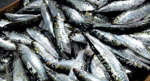  Medidas de Gestão para a Sardinha 