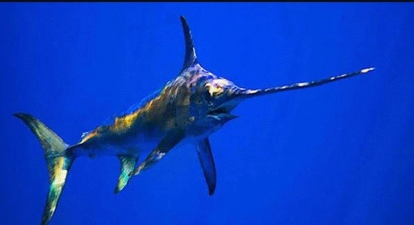  ABERTURA DA PESCA DE ESPADARTE NO OCEANO ATLÂNTICO A SUL DE 5º N 