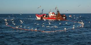  Closing of the horse mackerel fishery (JAX/08C.) 