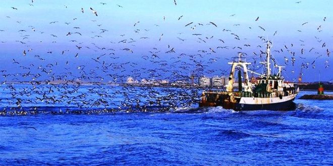  Warning of 80% use of horse mackerel fishery (JAX/08C.) 