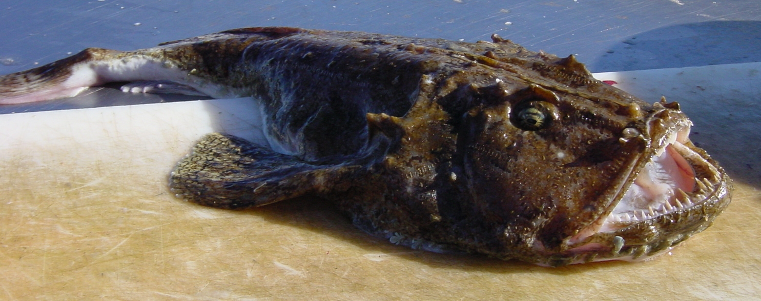  NOTICE OF 80% USE OF ANGLERFISH QUOTA - ANF/8C3411 